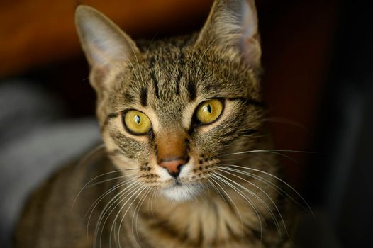 Portrait of young european shorthair breed cat's head, shallow DOF, focus at left eye