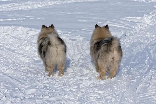 Two Keeshond dogs stand at the crossroads and choose different directions of movement