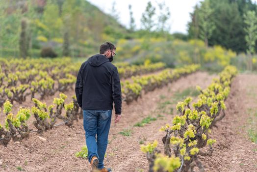 Vineyards in the La Rioja region of Spain in 2021.