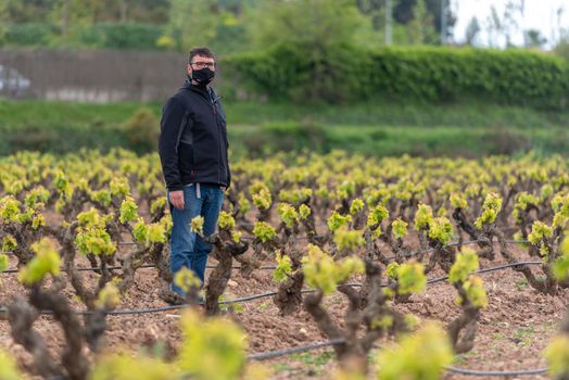 Vineyards in the La Rioja region of Spain in 2021.