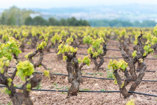 Vineyards in the La Rioja region of Spain in 2021.