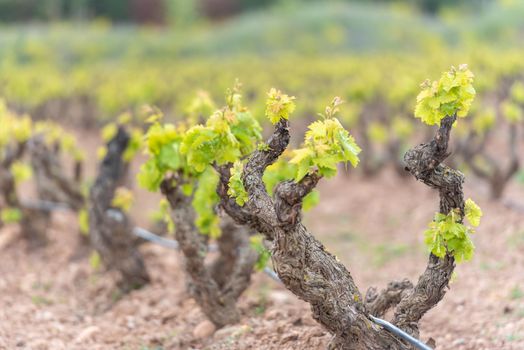 Vineyards in the La Rioja region of Spain in 2021.