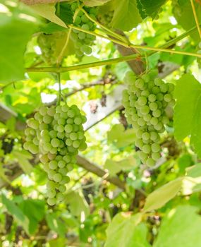 Fascicle of green grape growing among the leaves. Vine branch with racemules of green grape