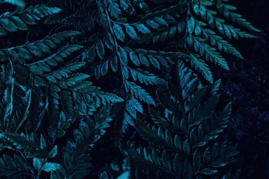 Blue plant leaves at night as surreal botanical background, minimal design backdrop