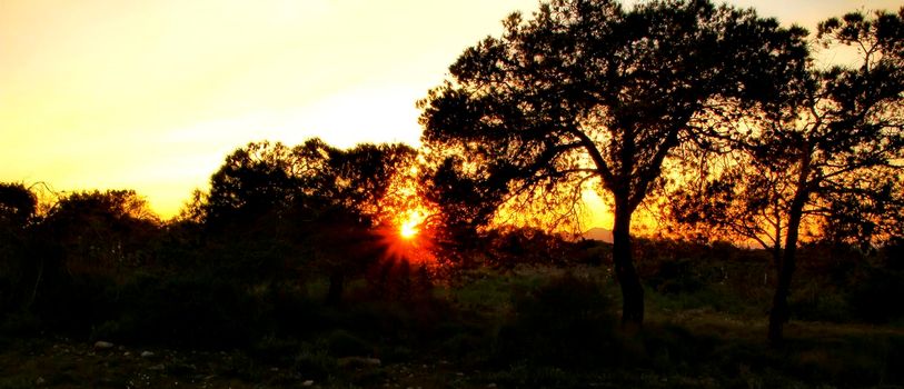 Countryside landscape at sunset with pines, bushes and conifers in Alicante, Spain