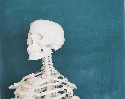 Educational model of a human skeleton on the background of a school blackboard. Human anatomy. The structure of the human body. Biological, medical education, human bones.