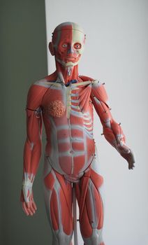 Educational, three-dimensional model of the human muscular system. The muscles of the human body. Science and medical education. The internal structure of the human body.