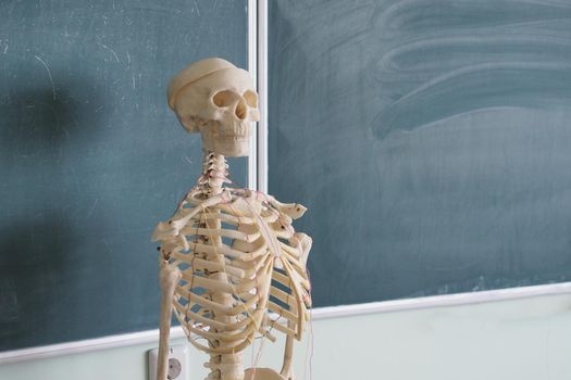 Educational model of a human skeleton on the background of a school blackboard. Human anatomy. The structure of the human body. Biological, medical education, human bones.