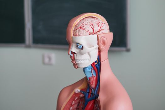 Anatomical, educational, and medical model of human anatomy. Model of the internal structure of the human head and chest. Three-dimensional model of human internal organs. Anatomical model of the brain on the background of the blackboard. Medical education.