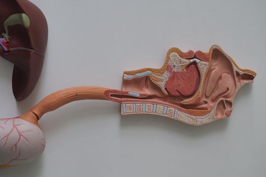 Educational volume model of the human digestive system. Human anatomy. Science and medical education.