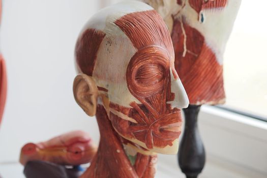 Educational, three-dimensional model of the human muscular system. The muscles of the human head. Science and medical education. The internal structure of the human body.