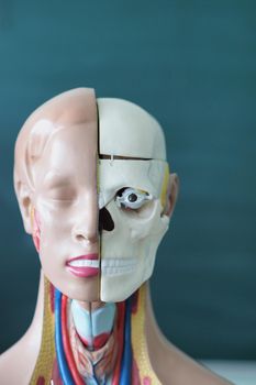 Anatomical, educational, and medical model of human anatomy. Model of the internal structure of the human head and neck. High quality photo