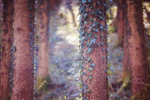 Magic forest with trees and ivy, sunlight