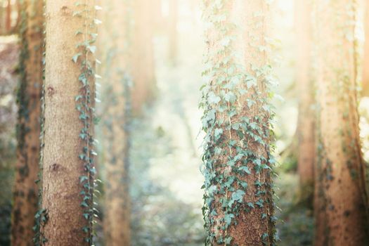 Magic forest with trees and ivy, sunlight