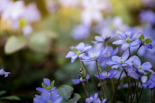 Close up of violet spring flowers, magic atmosphere