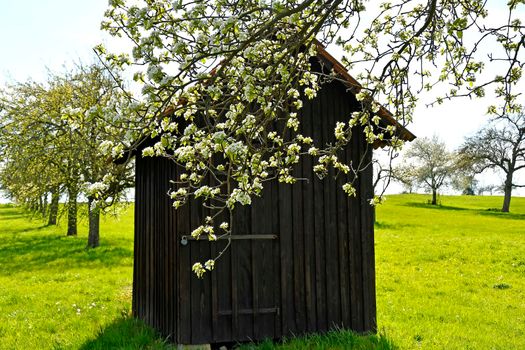 apple blossom with old barn and ladder spring in Germany