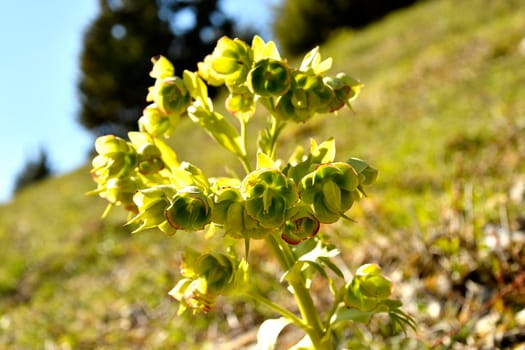 blooming hellebore, medicinal herb with flower