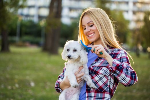 Beautiful woman combing her Maltese dog in the park.