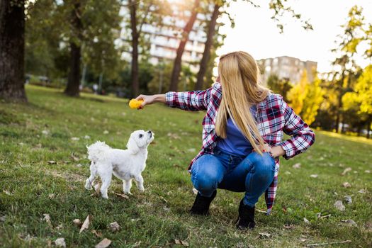 Beautiful woman is playing with her Maltese dog in the park.