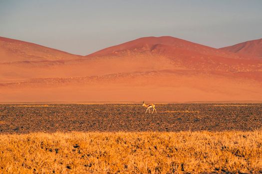 morning landscape with springbok or Thomson's gazelle in desert  in Namibia