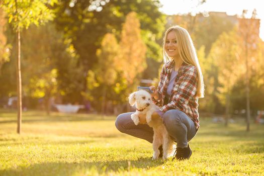 Beautiful woman combing her Maltese dog in the park.