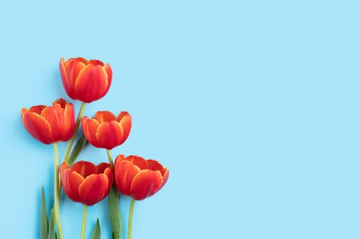 Mother's day background concept. Top view design of holiday greeting red tulip flower bouquet on bright blue table with copy space.