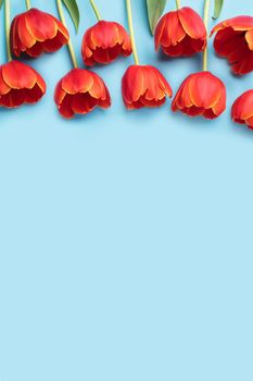 Mother's day background concept. Top view design of holiday greeting red tulip flower bouquet on bright blue table with copy space.