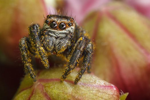 Jumping spider with yellow polen on the red buds