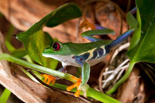 Red-eyed tree frog climbs between plants in the jungle