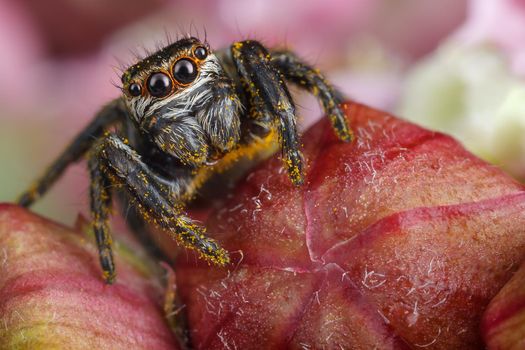 Jumping spider with yellow polen on the red buds