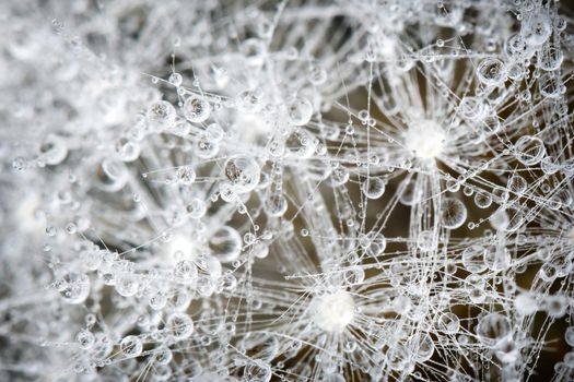 Dandelion fluff network and brilliant morning dew on it