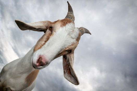 A cute goat with big horns look