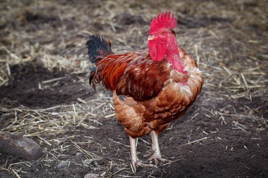 Red bald neck rooster, and straw on the ground