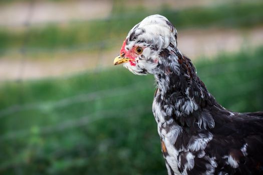 Portrait of black and white variegated chicken on the green background