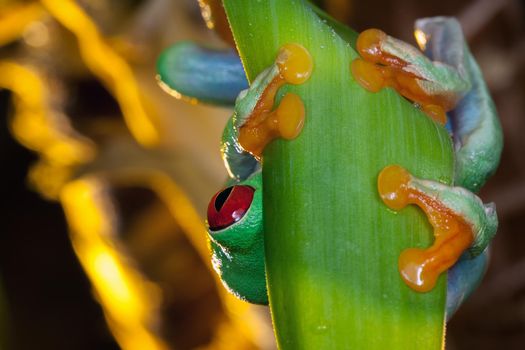 Red eyed tree frog the frog hiding behind the green leaf, shows her one red big eye and looking to camera