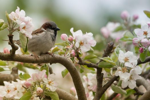 The sparrow spins on the branches of the apple tree bloom