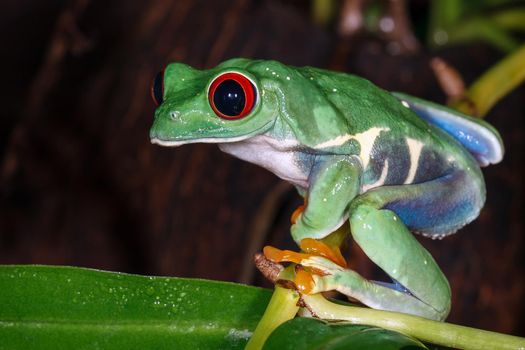 Red eyed tree frog sitting on the pitcher plant stem and looking down