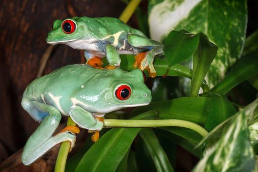 Two red eyed tree frogs playing betweens plants in the terrarium