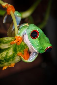 Red eyed tree frog scramble on the leaf and looking to camera