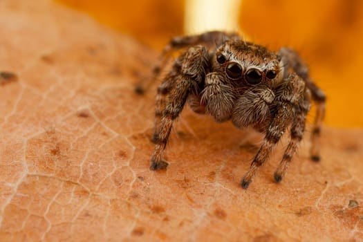 Jumping spider portrait on the brown autumn leaf