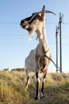 She-goat in the meadow Bottom view with wide angle lens