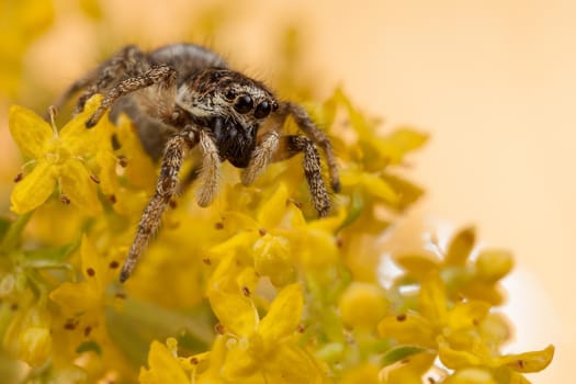 Jumping spider walking on yellow blossom