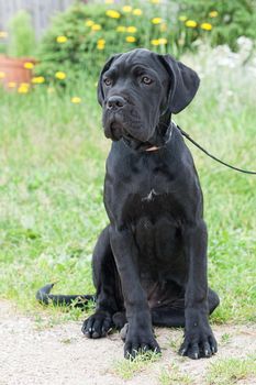 Cane corso young black dog neatly waiting in the yard