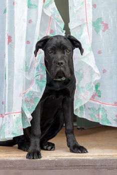 Sorrowful Cane Corso black dog looking between the curtains