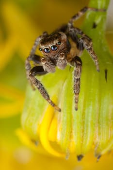 Jumping spider on the yellow bud ready to jump