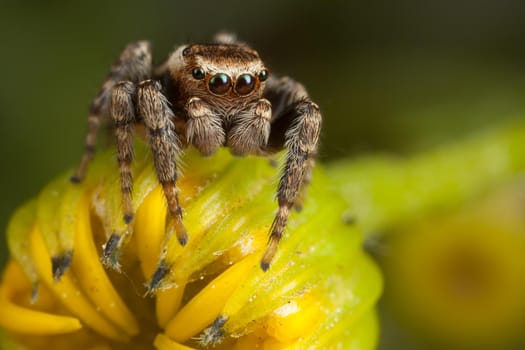 Jumping spider on the yellow bud ready to jump