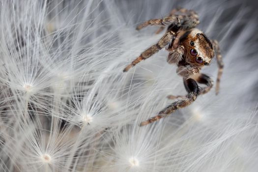 Jumping spider and white dandelion fluff