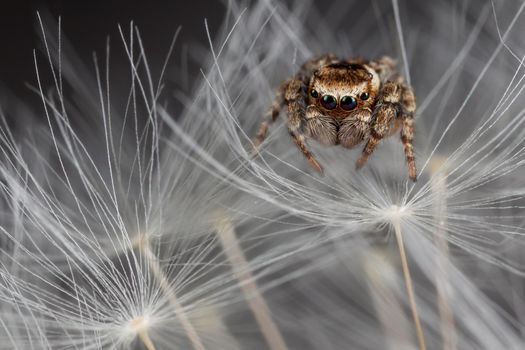 Jumping spider on the white dandelion fluff