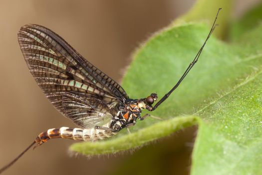Mayfly with beautiful mesh wings, long tail and long mustache on the green leaf
