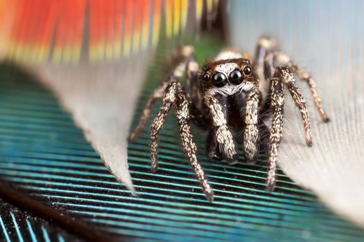 Jumping spider walks on beautiful colored rosella parrot feathers